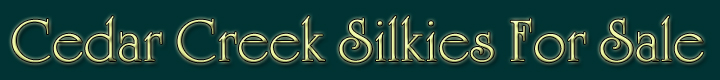 Silkie Chickens For Sale