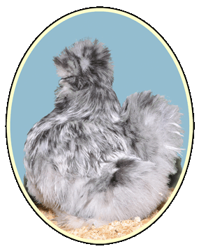 Silkie Chickens