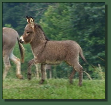 Cedar Creek Farm's Cameo