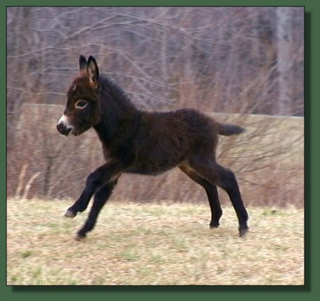 Cedar Creek Farm's Daydreamer