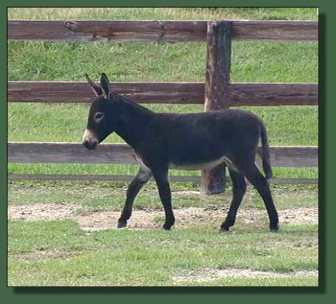 Cedar Creek Farm's Fancy That