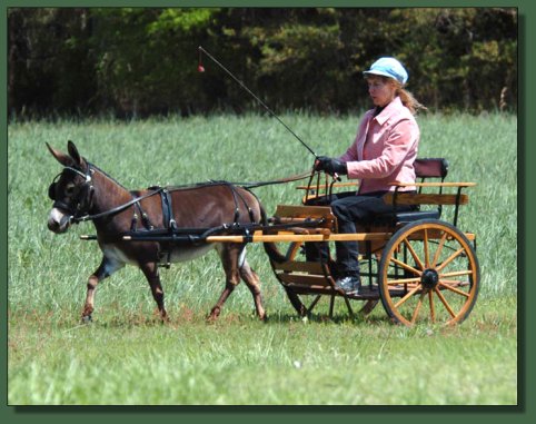 Cedar Creek Farm's Fancy That