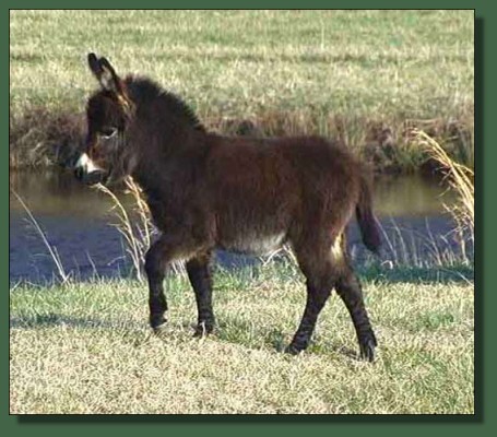 PollyannaFoxBow04Foal