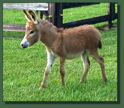 Cedar Creek Farm's Sammy