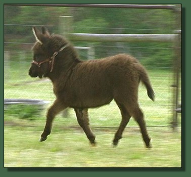 Cedar Creek Farm's Shadow Dancer