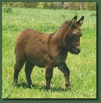 Cedar Creek Farm's Shadow Dancer