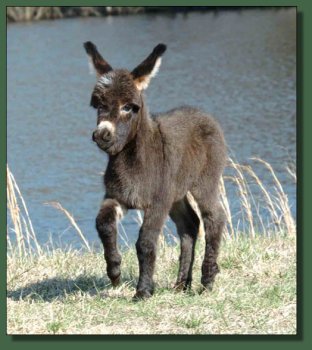 Cedar Creek Farm's Shamrock