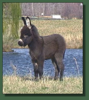 Cedar Creek Farm's Shamrock