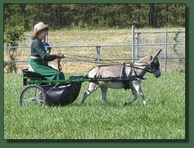 Sparky, miniature performance gelding