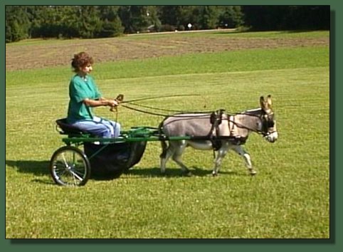 Sparky Driving