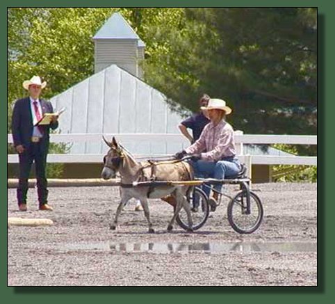 Cedar Creek Farm's Sparky