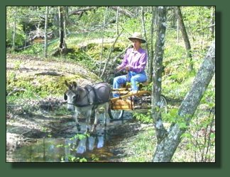 Sparky  crossing the creek