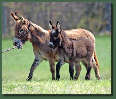 Cedar Creek Wishing Star and her dam, Tiny Bubbles