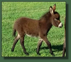 Miniature donkey for sale.