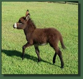 Miniature donkey for sale.