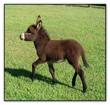 dwarf donkey for sale nc