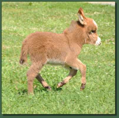 Miniature donkey for sale