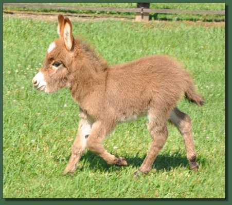 Miniature donkey for sale