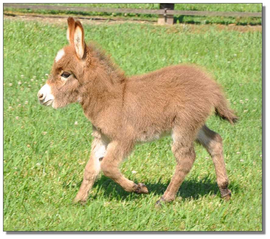 Baby Mini Donkeys