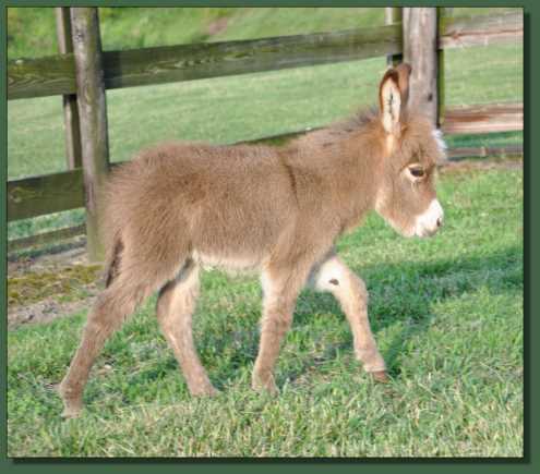 Miniature donkey for sale