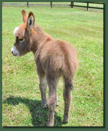 Miniature donkey for sale