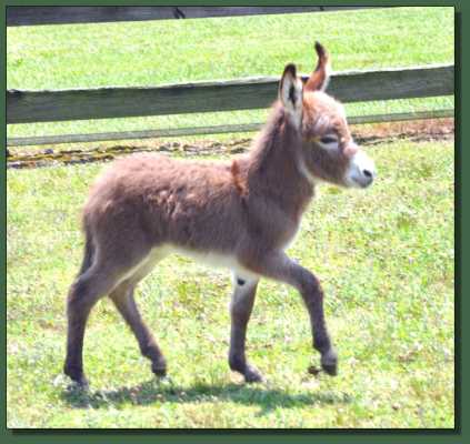 Miniature donkey for sale