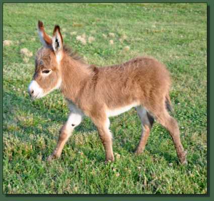 Miniature donkey for sale