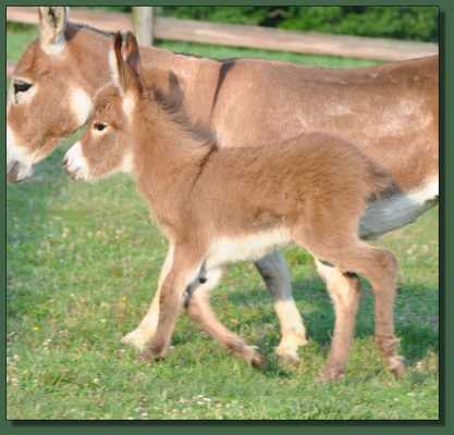 Miniature donkey for sale